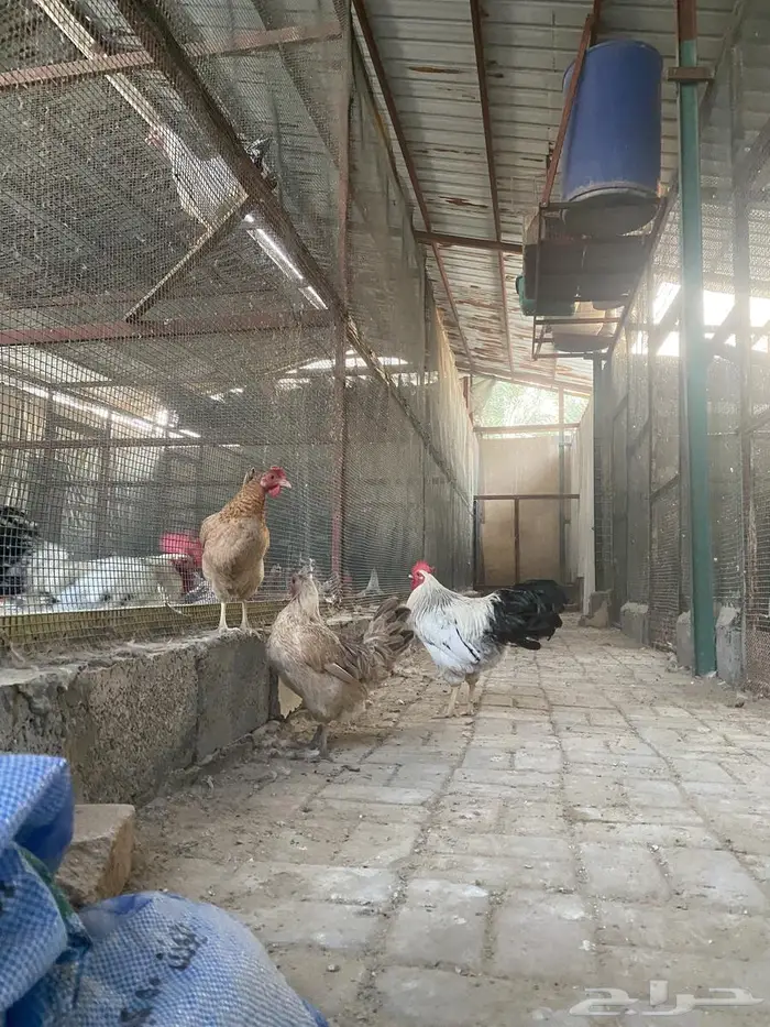 دجاج بياض 2