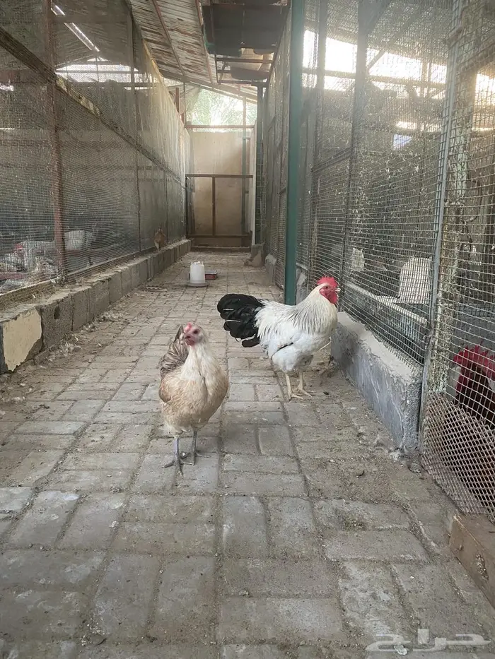 دجاج بياض 3