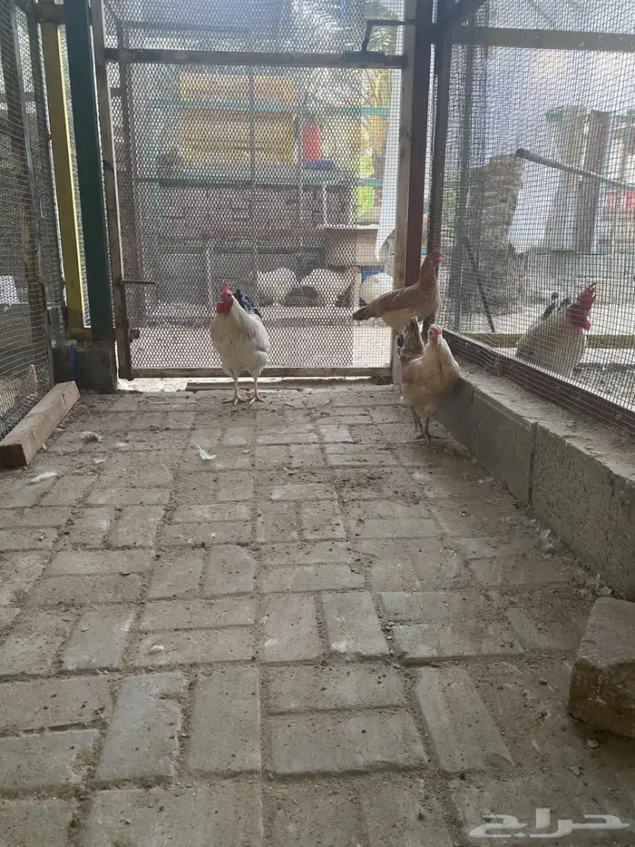 دجاج بياض 1