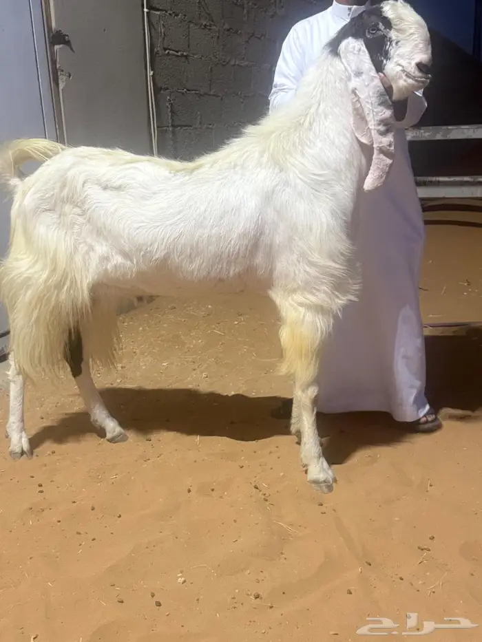 تيس فحل شرط القريع 0