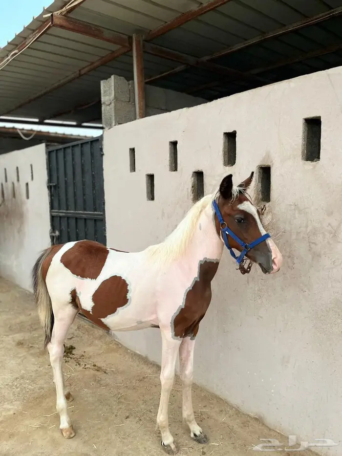 بونيه 2