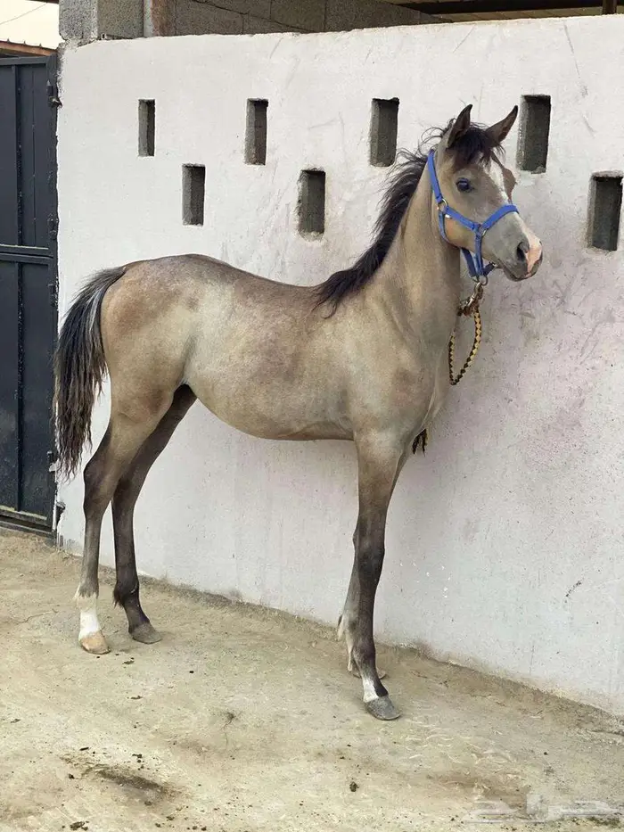 مهره مستوى فاخر 4