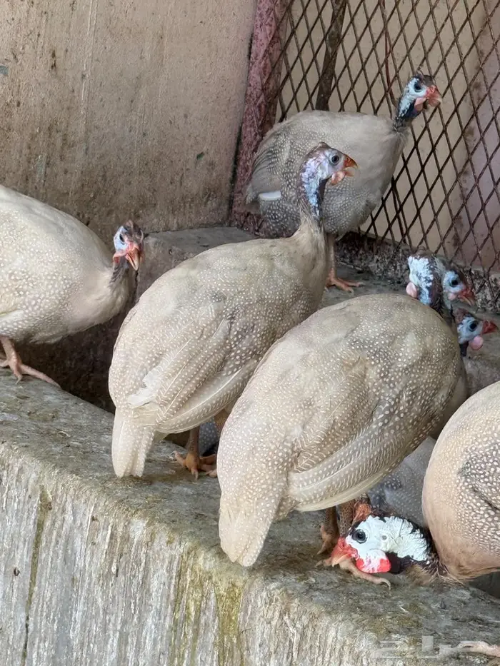 دجاج حبشي كريمي للبيع 8