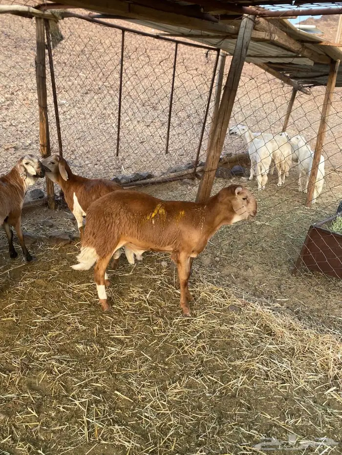 طليان سواكن 2