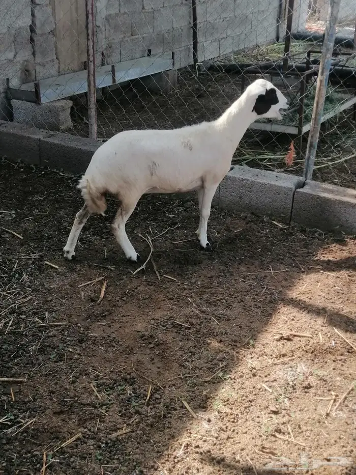 نعجه للبيع 3