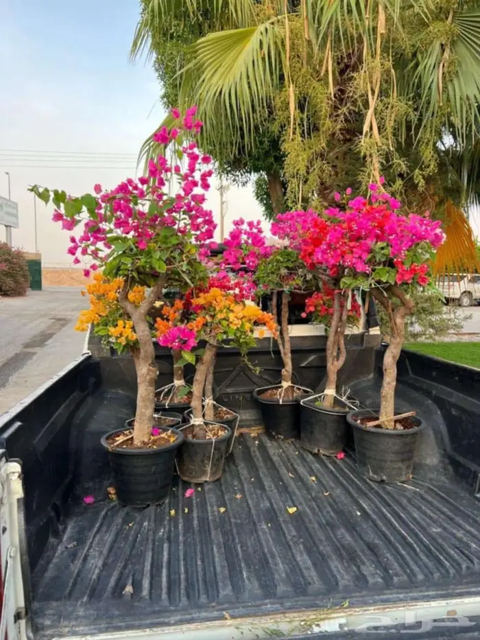 اشجار جهنميه الوان متعدده واحجام متوفر واشجار اخرى ونخل زينه 10