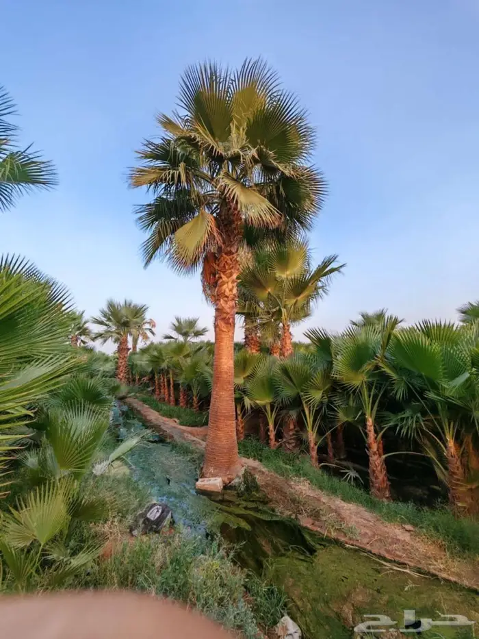 اشجار جهنميه الوان متعدده واحجام متوفر واشجار اخرى ونخل زينه 1