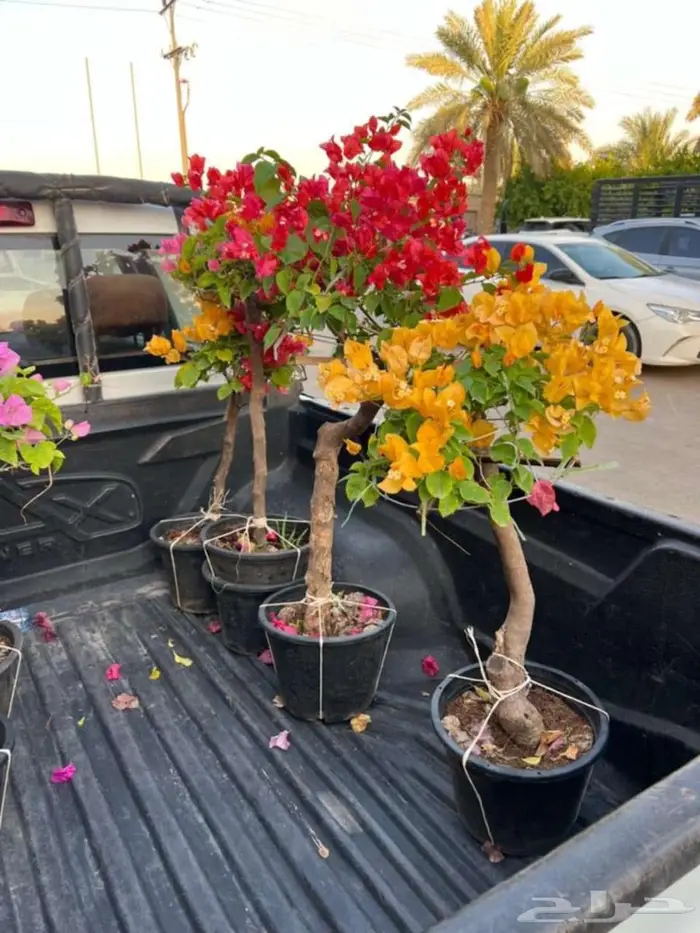 اشجار جهنميه الوان متعدده واحجام متوفر واشجار اخرى ونخل زينه 0
