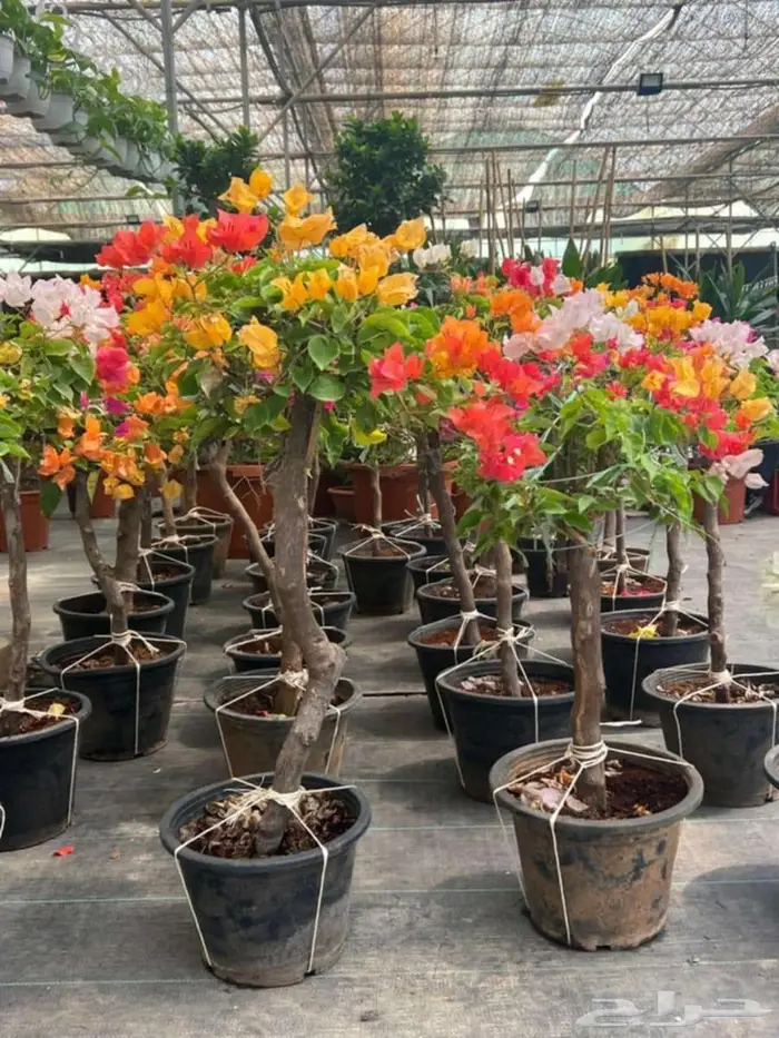 اشجار جهنميه الوان متعدده واحجام متوفر واشجار اخرى ونخل زينه 6