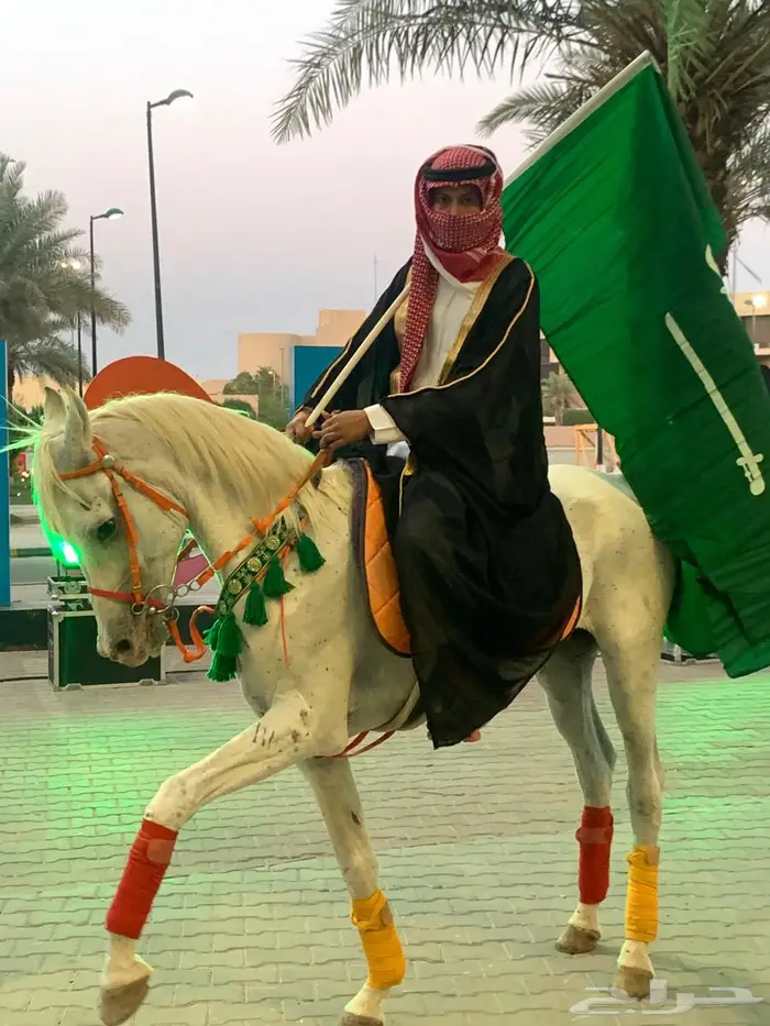 خيل وخياله وأبل ركايب للايجار للمناسبات 3