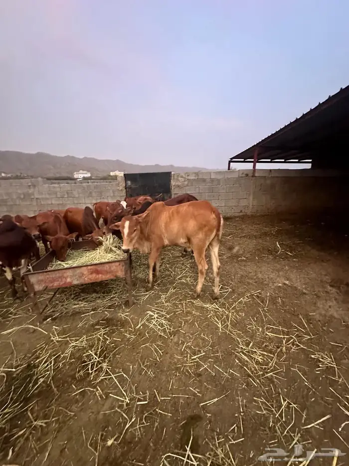 حسلان بلدي شرط طيبه سمان 2