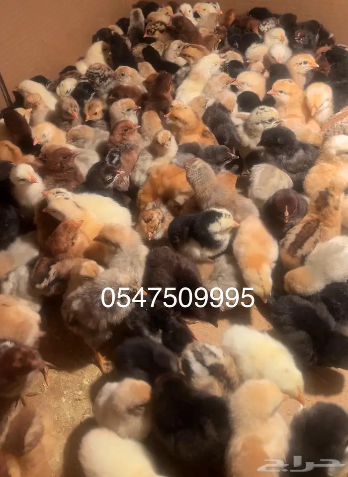 فقاسه تايلندي 7