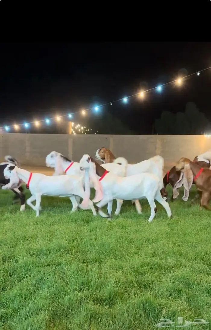 جفار هولنديه خصم. لاهل الزين 3