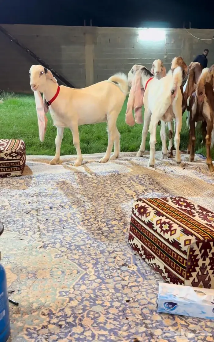 جفار هولنديه خصم. لاهل الزين 1