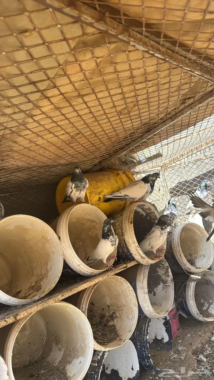 حمام باكستاني 2