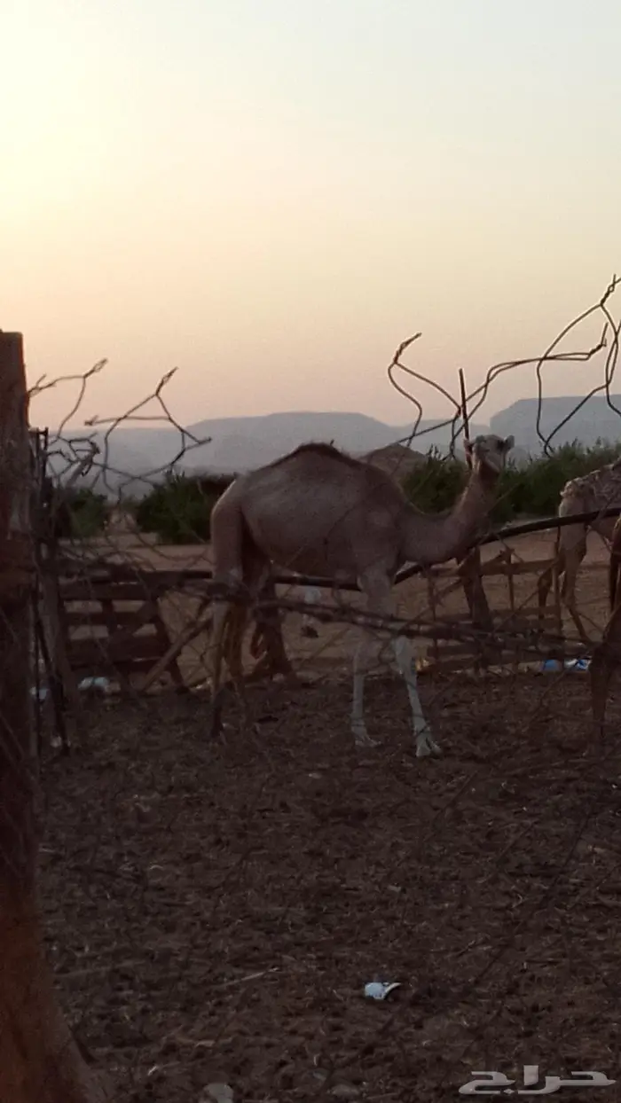 قعود مفرود للبيع العلا العذيب 3