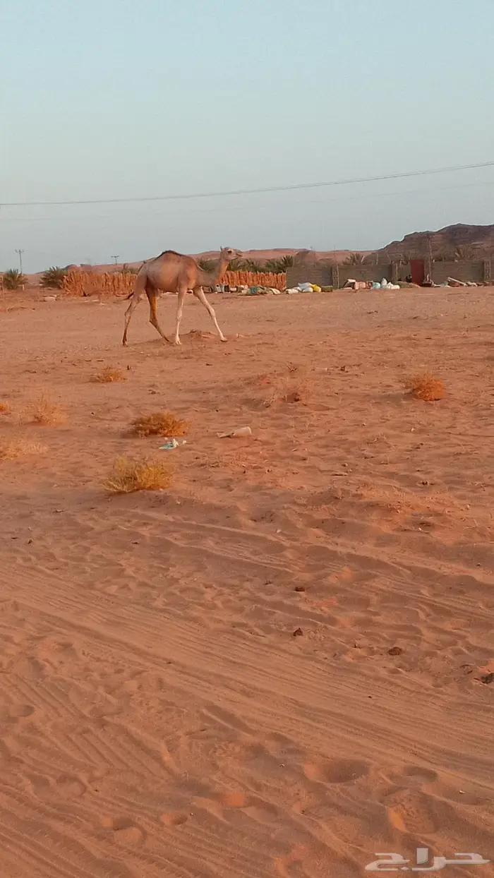 قعود مفرود للبيع العلا العذيب 0