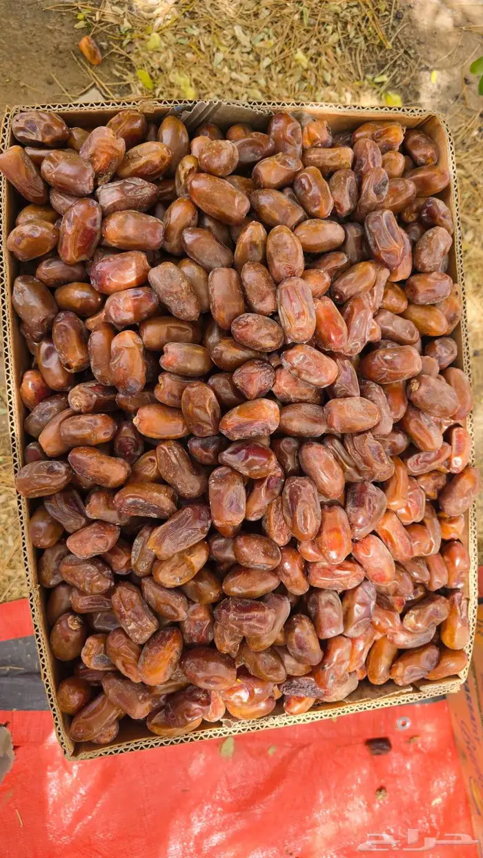 تمر سري للبيع 0