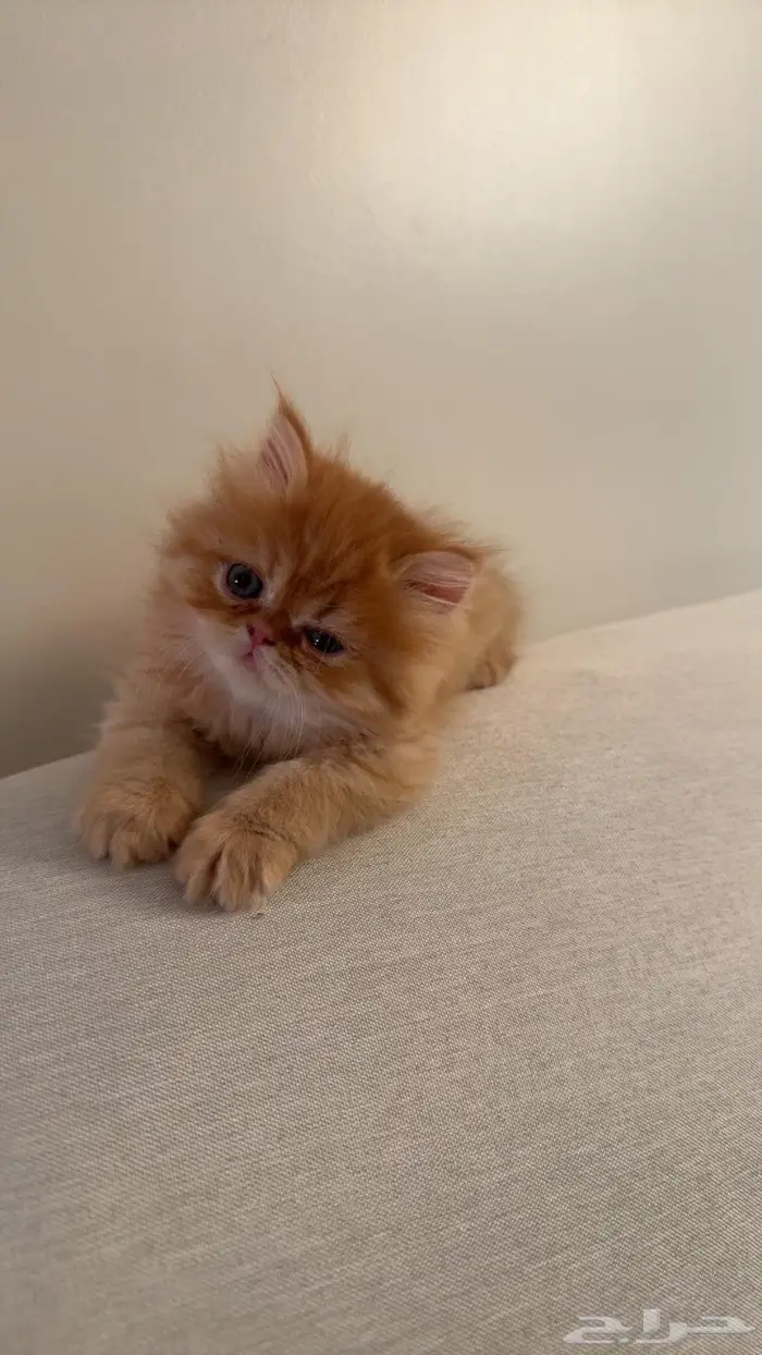 4 قطط للبيع بريده 4