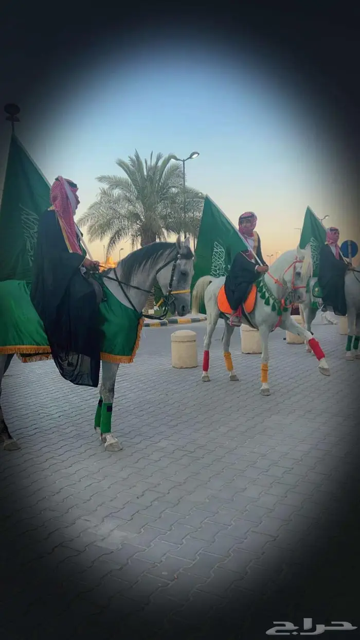 خيل وخياله وأبل ركايب للايجار للمناسبات 0