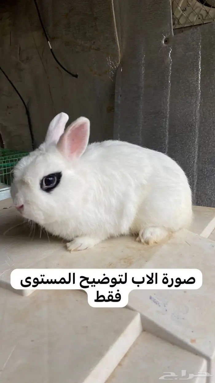 ارانب القزمية الهوتوت 5