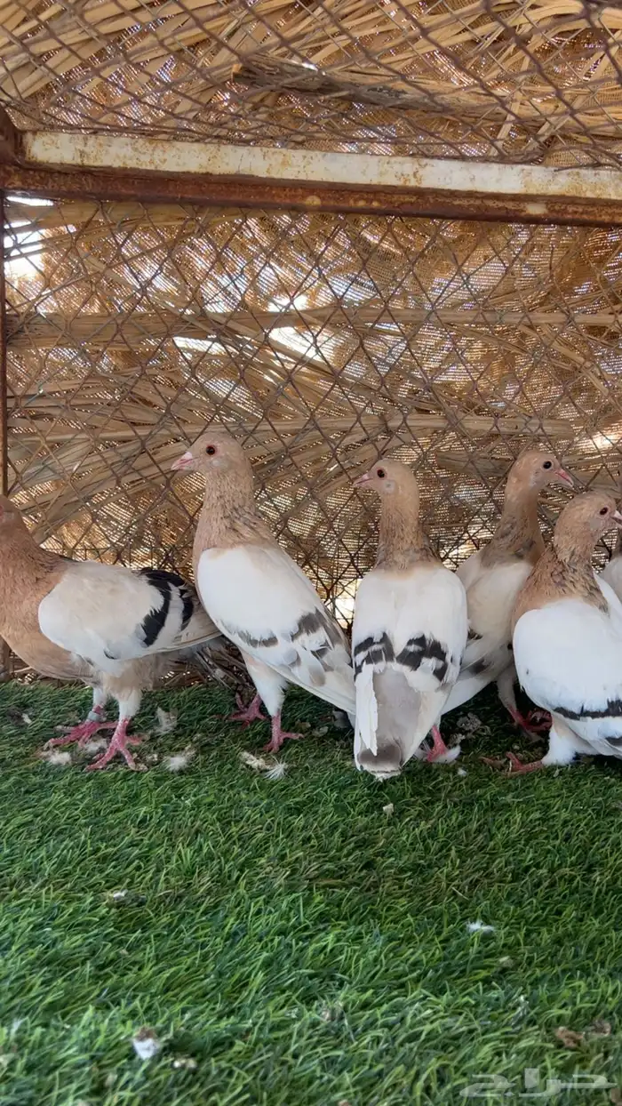 زينه انواع 4