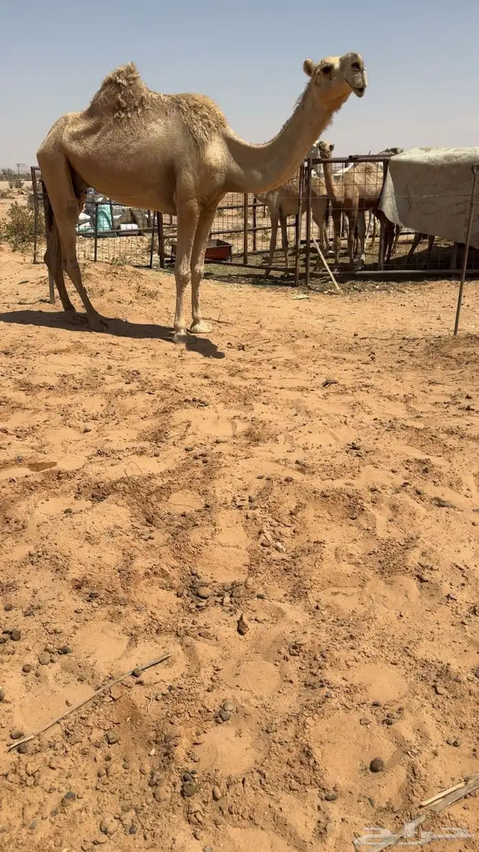 للبيع ضروبة شقحاء باتلية 1