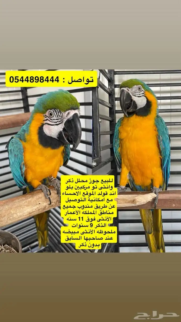 جوز مكاو بلو آند قولد 2