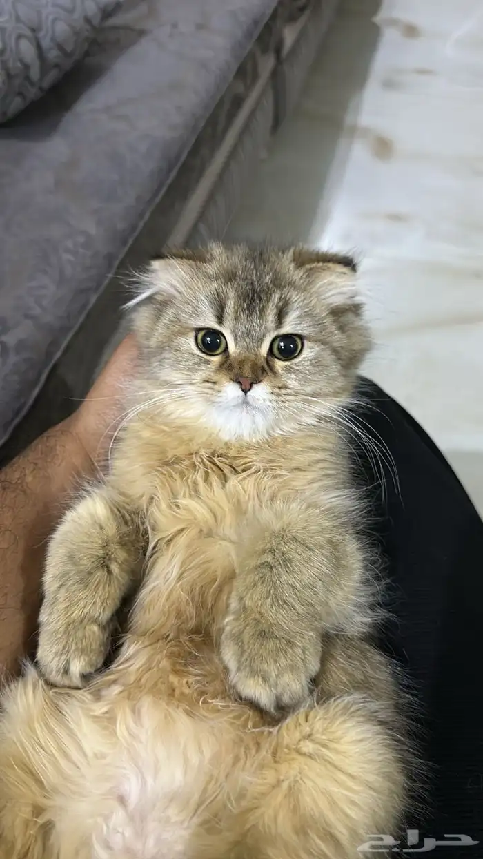 قطط للبيع سكواتش فولد و بريتش 1