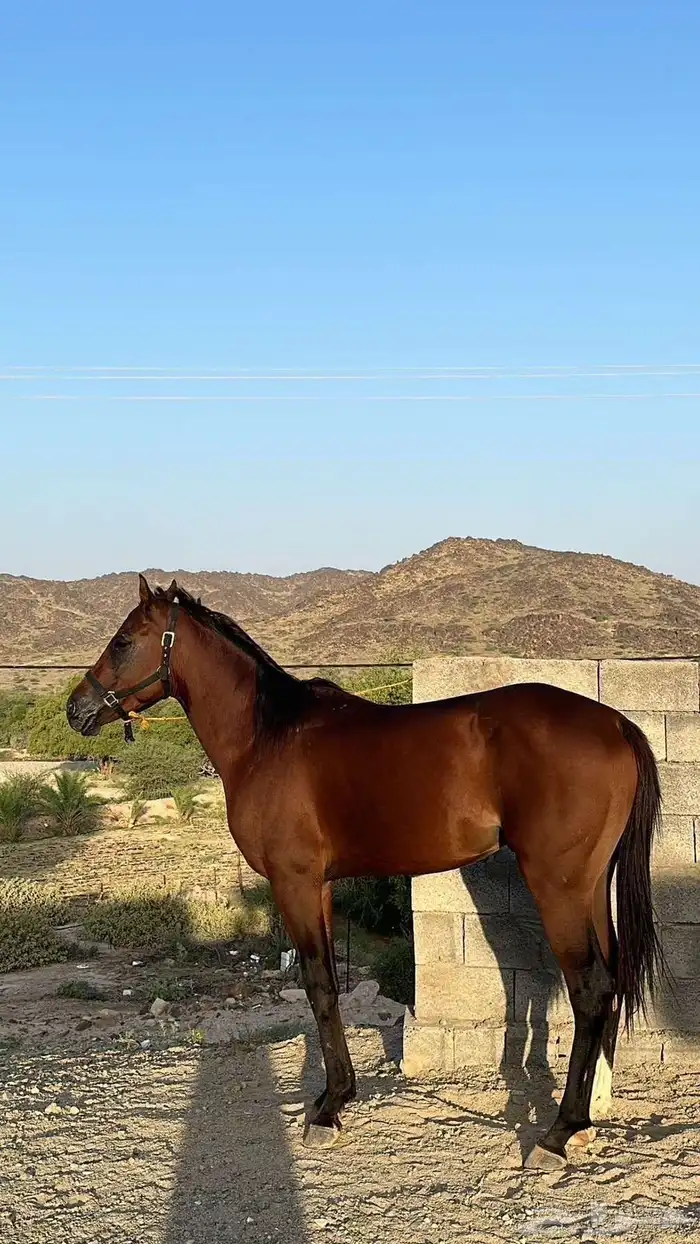 خيل شعبي 2