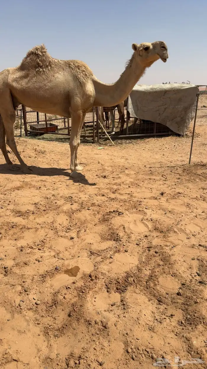 للبيع ضروبة شقحاء باتلية 0