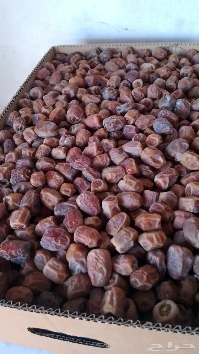 عجوة وربيعة 2