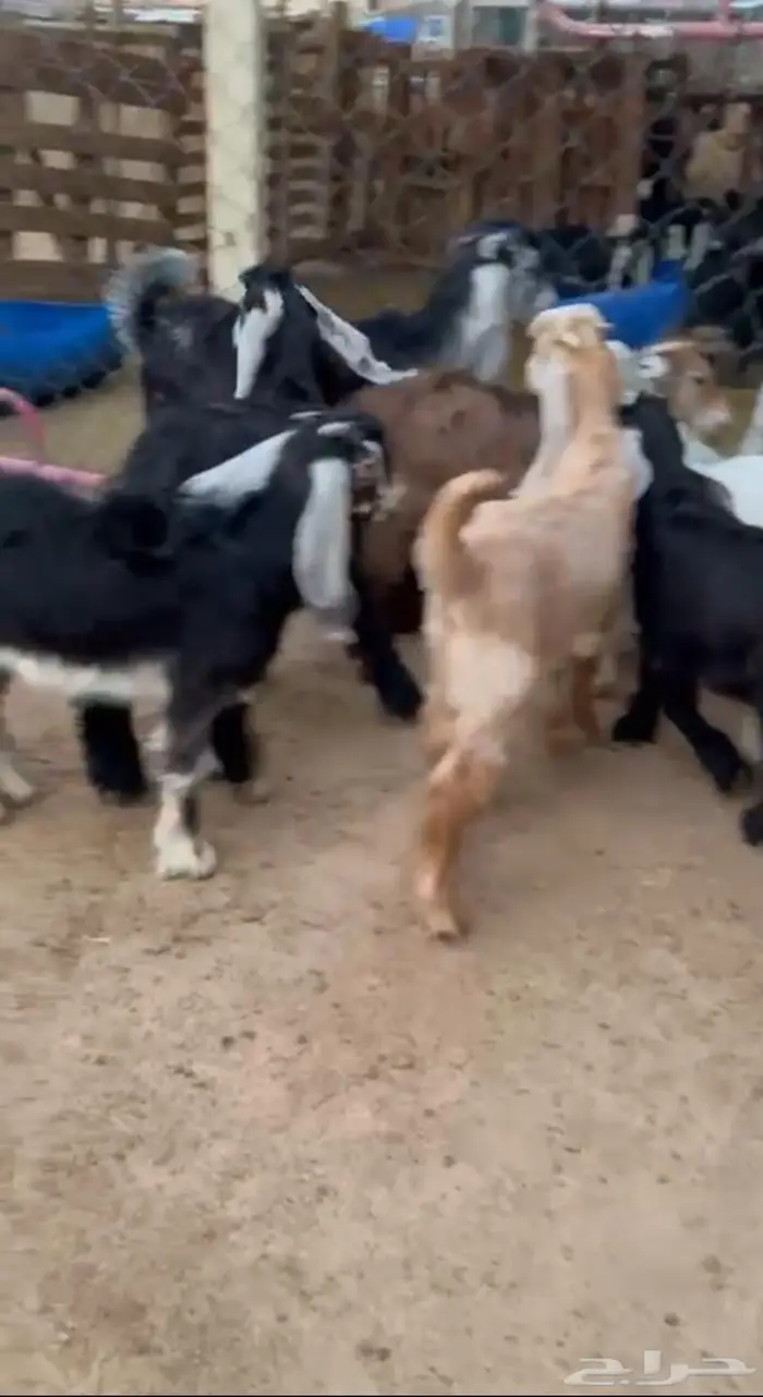 للبيع تيوس عوارض طيبه 0
