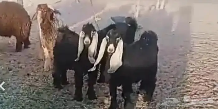 تيس عارض مقفل طيب 0