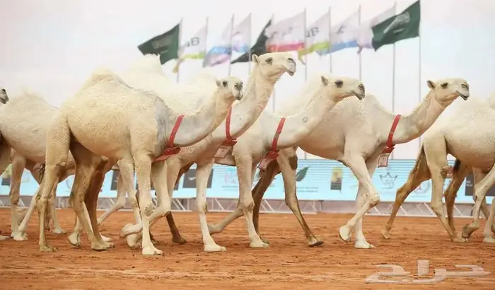 اسباني مستورد بروتين 19.92 4