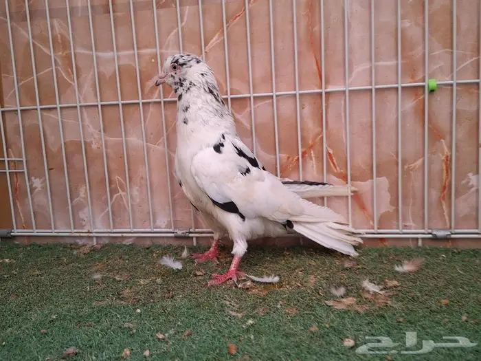ثلاث ذكور زاجل أحمر وايت سايد وقطيفي 2