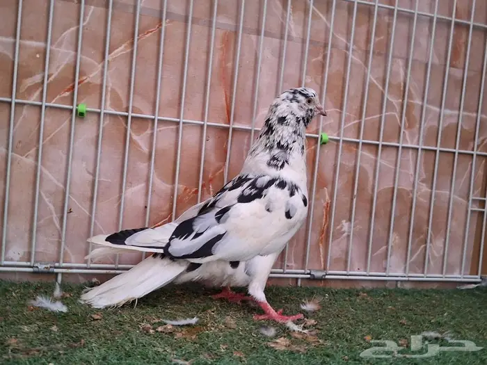 ثلاث ذكور زاجل أحمر وايت سايد وقطيفي 3