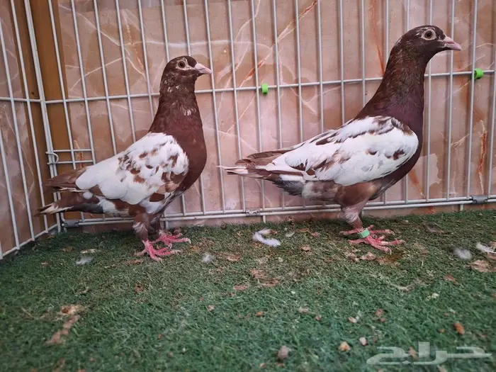 ثلاث ذكور زاجل أحمر وايت سايد وقطيفي 1