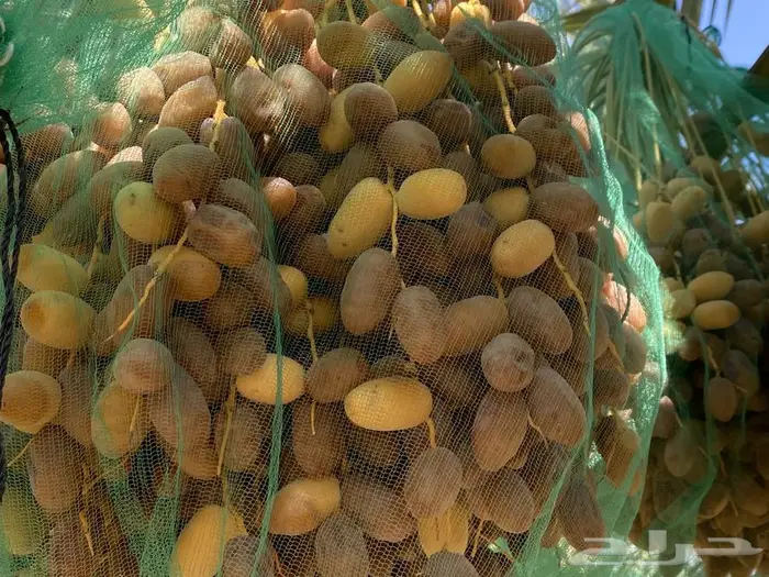 تمر خلاص فاخر العدد 2300 نخله 0