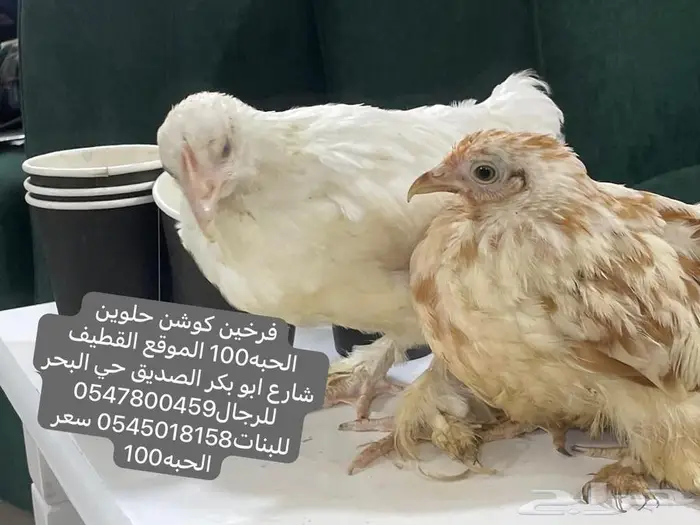 فروخ دجاج كوشن 0