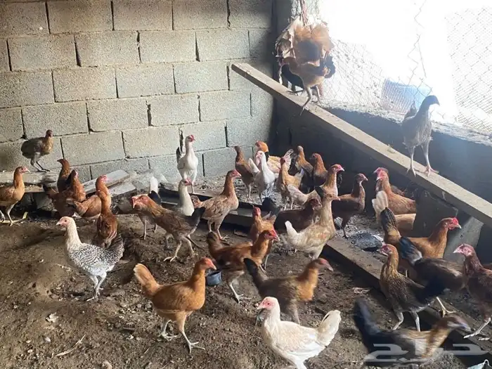 دجاج بلدي 5