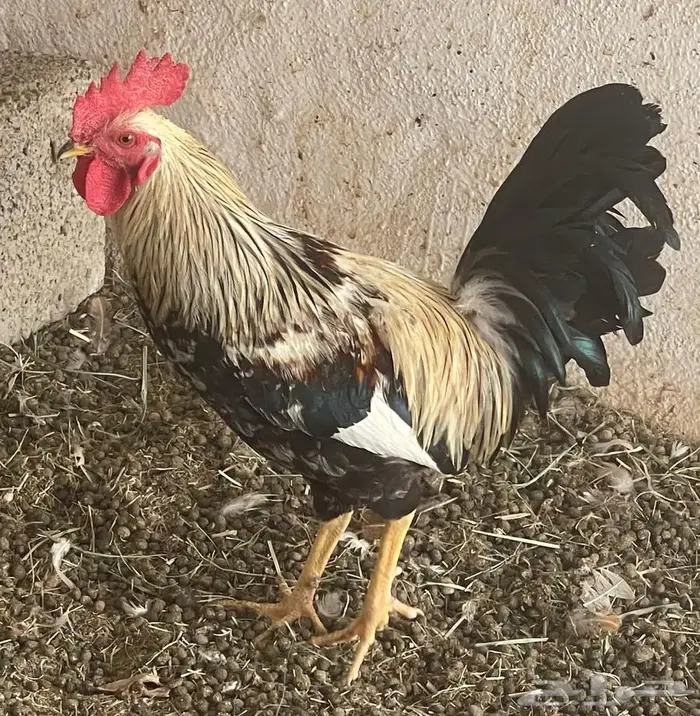 ديك شوكي 0