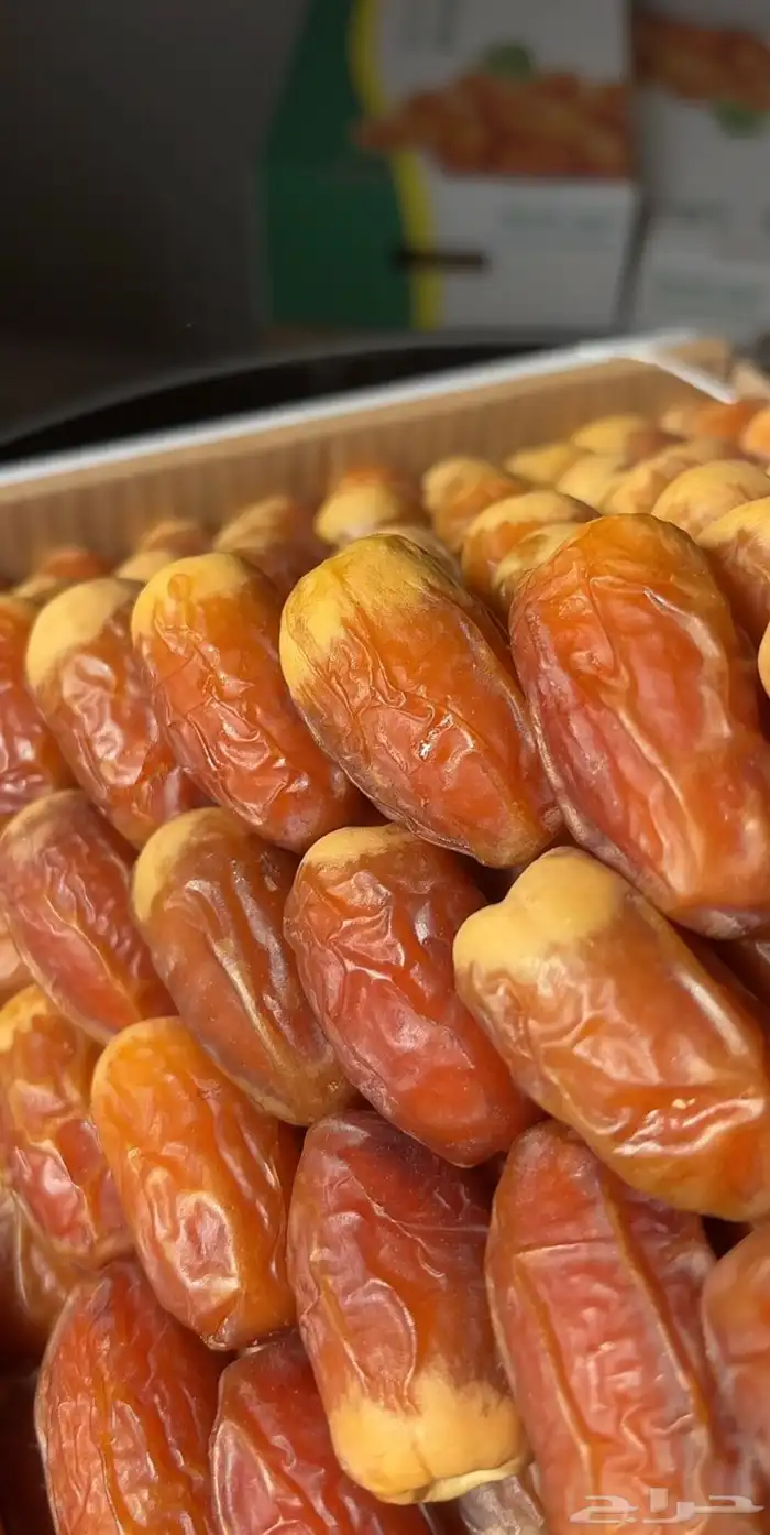 صقعي ملكي 2