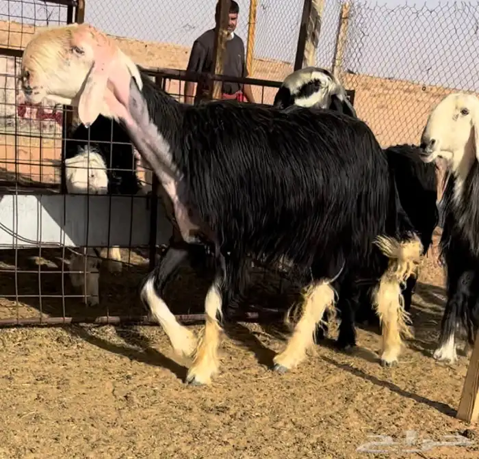 فحل نجدي مشروط النسف ومنتج 0
