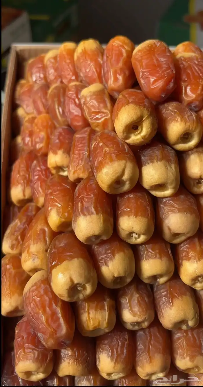 صقعي ملكي 1