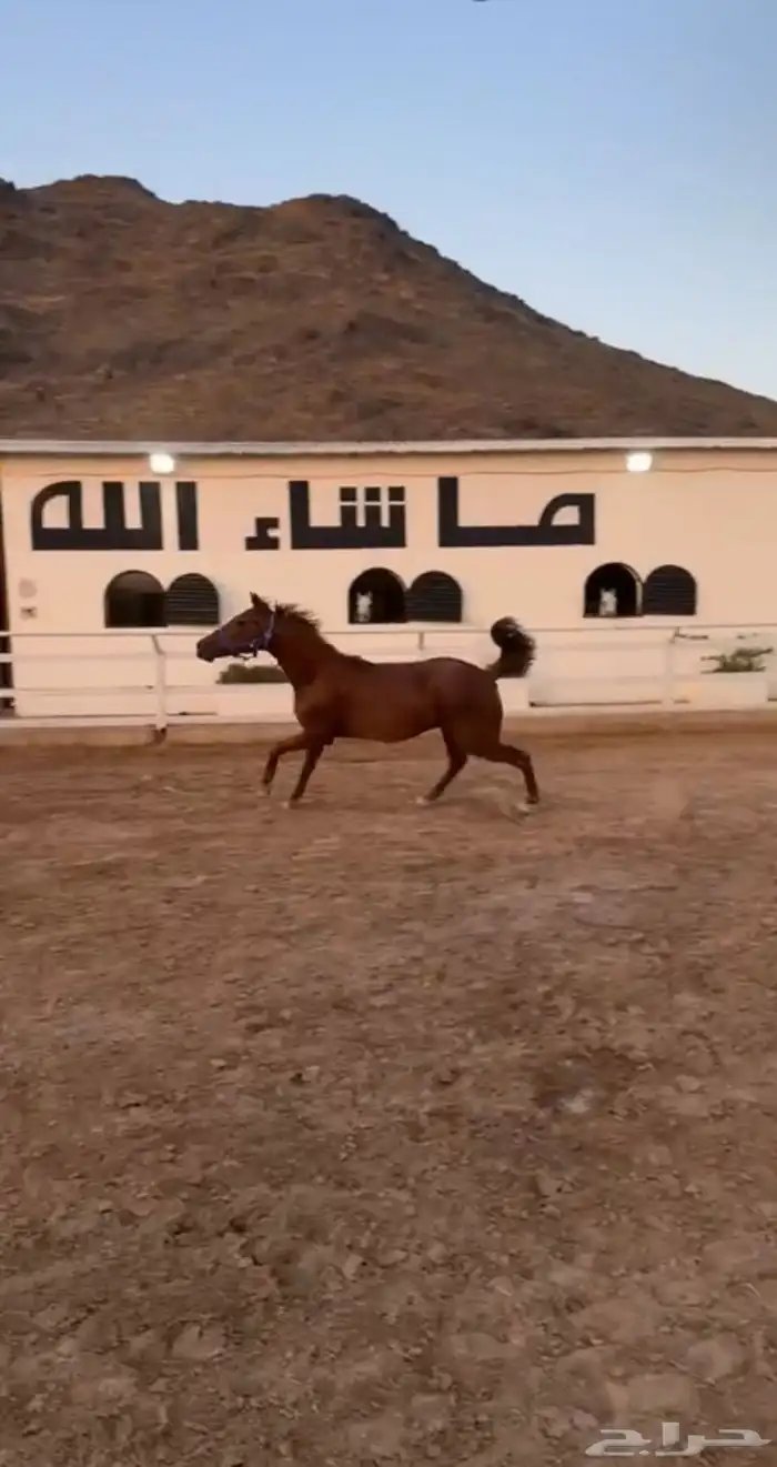 فرس مشروكه لقاح 0