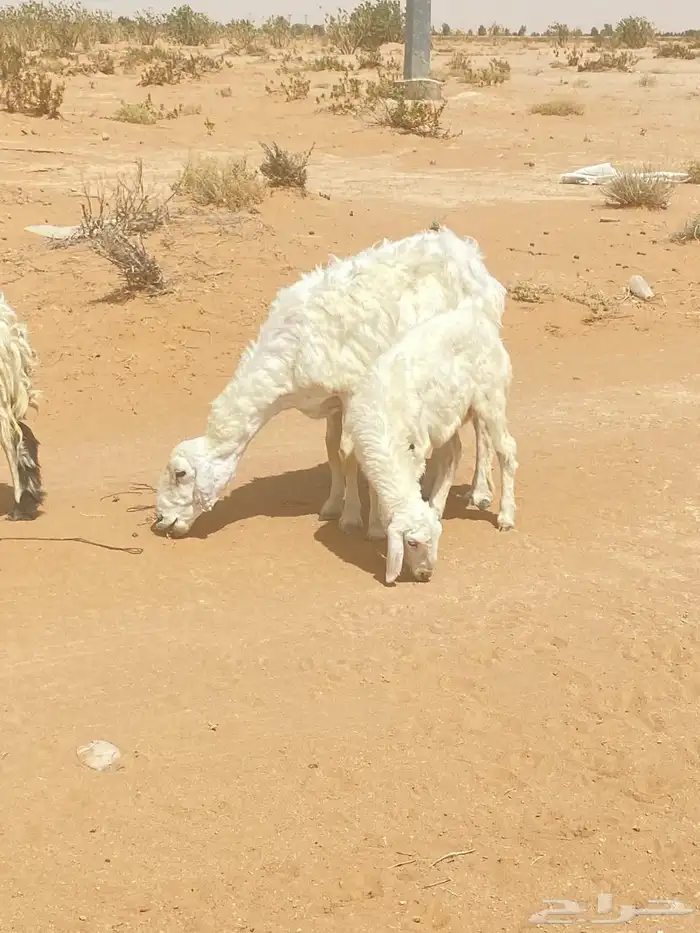 للبيع شياه متابيع وخروف فحل 2