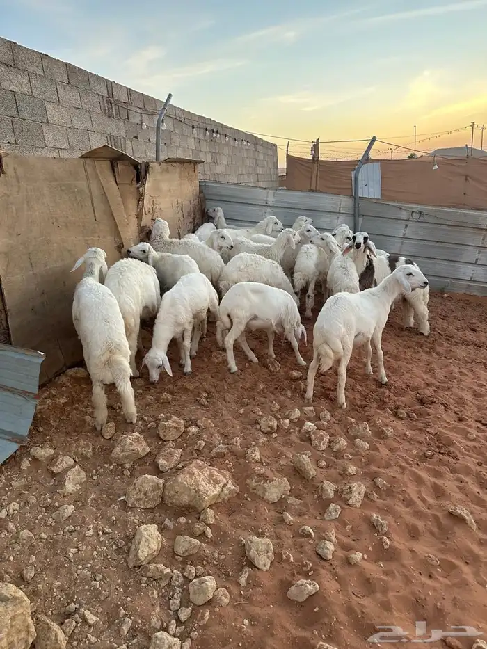 ذبايح حريات رخال وخرفان 0