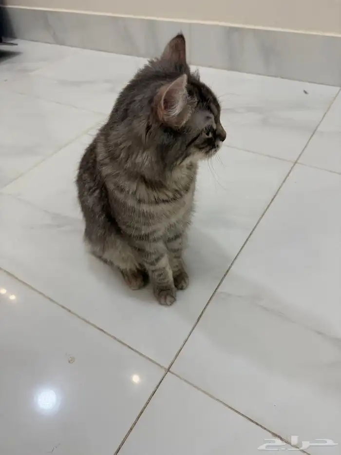 قطه لتبني معها كامل اغراضها 0