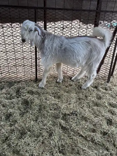 تيس سوري امهات فواخر 0